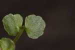 American golden saxifrage